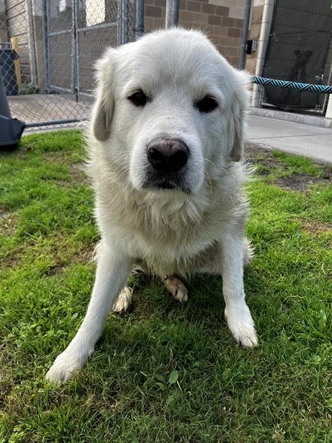 POLAR BEAR - Great Pyrenees / Golden Retriever available for adoption