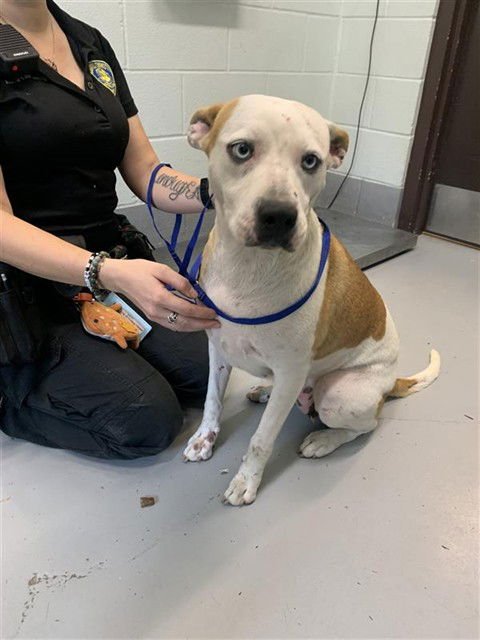 ULTA - Husky for adoption in Corpus Christi