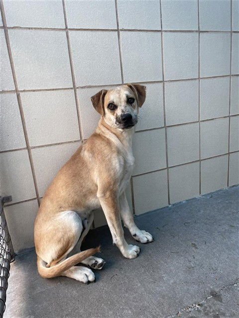 HANZEL - Labrador Retriever available for adoption