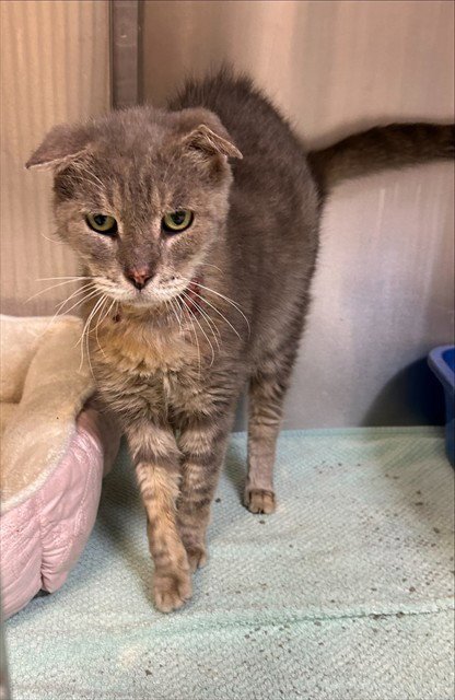 FLAPJACK - Domestic Medium Hair available for adoption