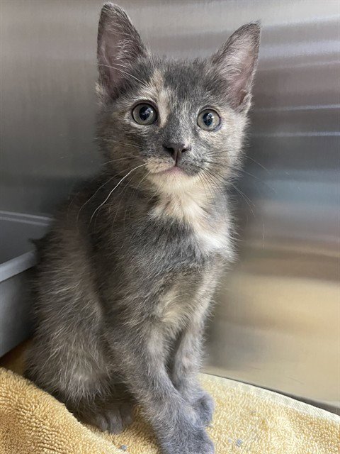 ISLA - Domestic Short Hair available for adoption