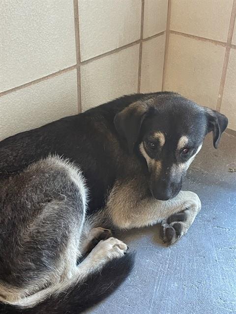 PIRATE PETE - German Shepherd Dog available for adoption