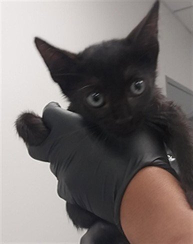 ABYSS - Domestic Short Hair available for adoption