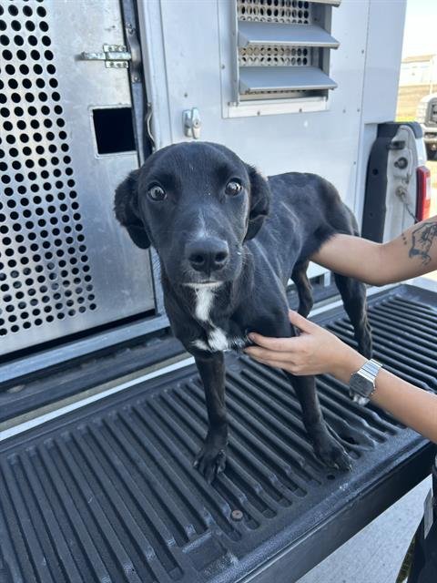 RUBY - Labrador Retriever available for adoption