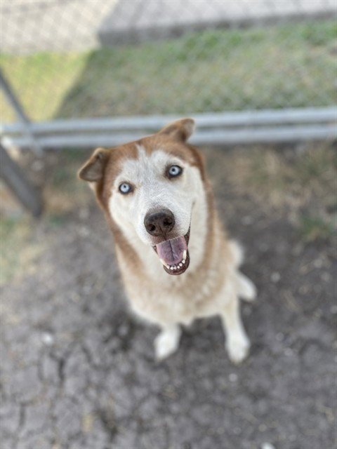 LADY ANNE - Husky available for adoption