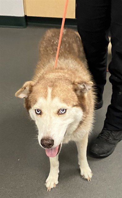 LADY ANNE - Husky available for adoption