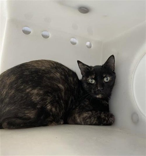 PEARLA - Domestic Short Hair available for adoption