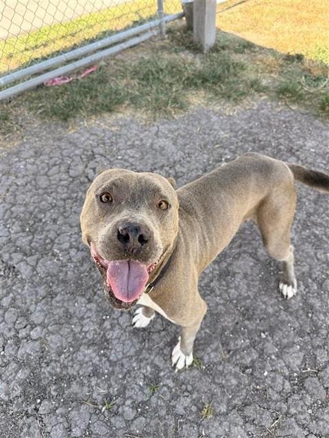 TUNGSTEN - American Staffordshire Terrier available for adoption