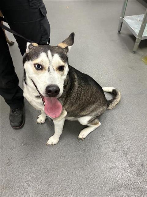 ZAGE - Husky available for adoption