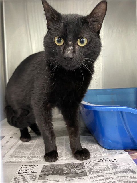 BLITZ - Domestic Short Hair available for adoption