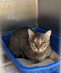 MICHAEL MEOWERS - Photo 1