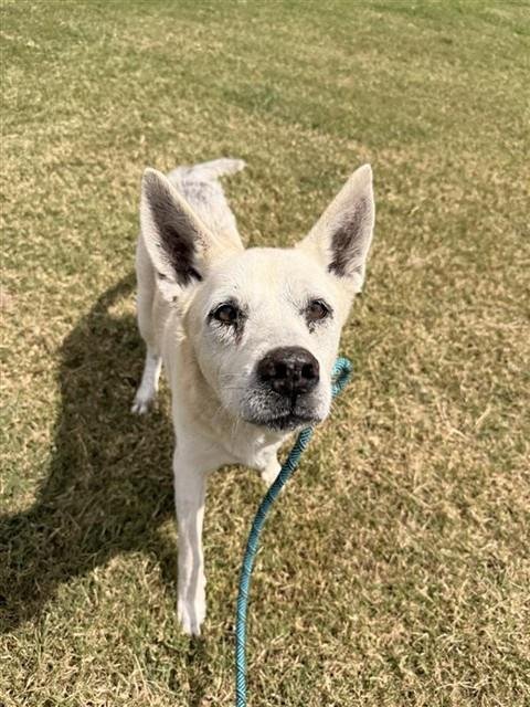MARTHA - Labrador Retriever for adoption in Corpus Christi