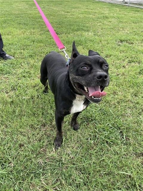 ROGER - American Staffordshire Terrier available for adoption