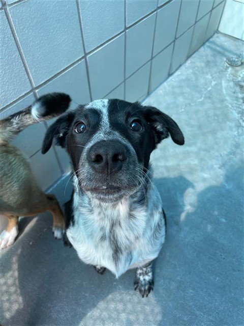 JAKE - Australian Cattle Dog/Blue Heeler available for adoption