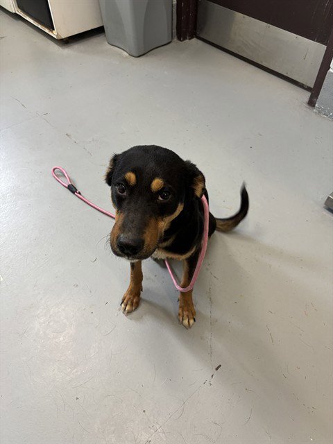 MOLLY - Australian Cattle Dog/Blue Heeler available for adoption