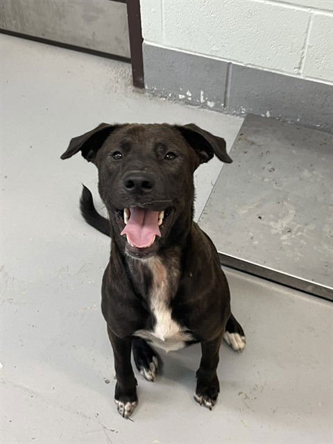 JUNIE B. JONES - Labrador Retriever available for adoption