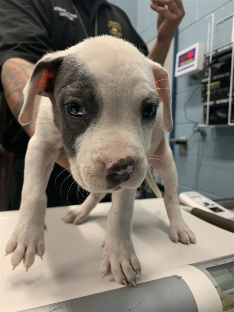 BRAVO - American Pit Bull Terrier available for adoption