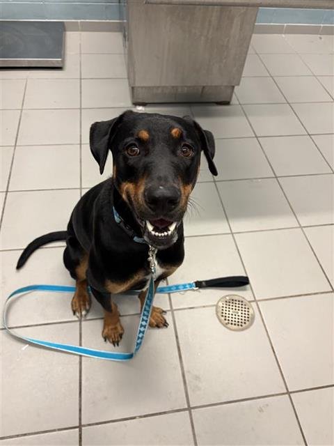 LUCKY - Doberman Pinscher available for adoption