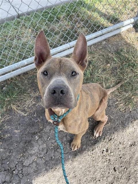 JACK AKA CHARLIE - American Staffordshire Terrier available for adoption