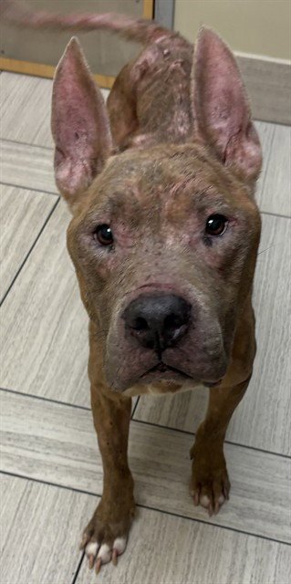 JACK AKA CHARLIE - American Staffordshire Terrier available for adoption