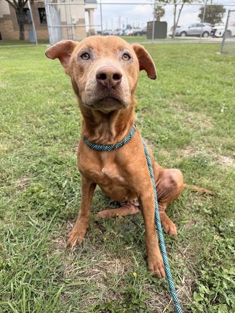 FREYA - Labrador Retriever available for adoption