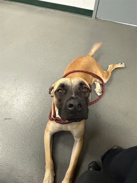 HOWDIE - Labrador Retriever available for adoption