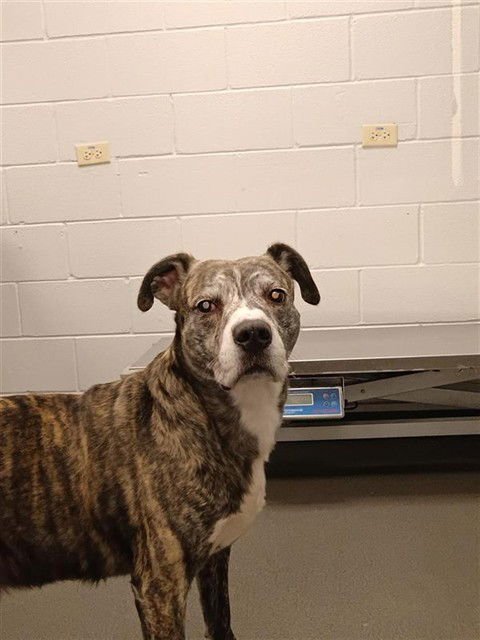 KASH - American Pit Bull Terrier / Labrador Retriever for adoption in Corpus Christi