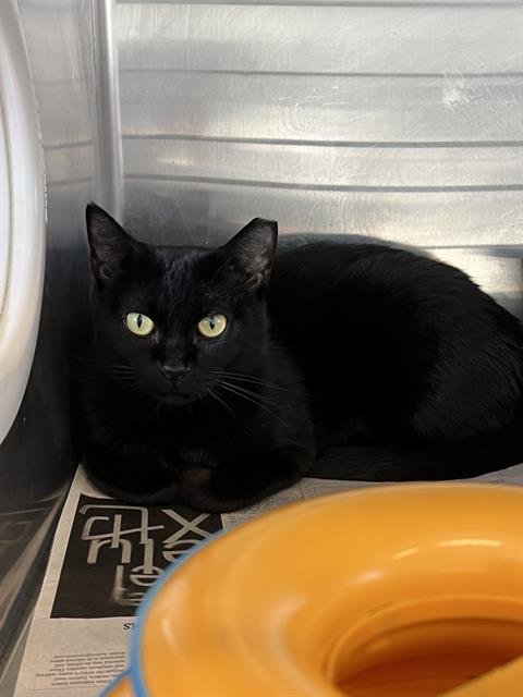 FIONA PENNY PICKLES - Domestic Short Hair available for adoption