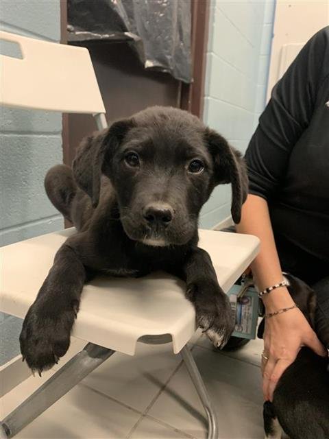 ANDESITE - Miniature Pinscher / Border Collie available for adoption