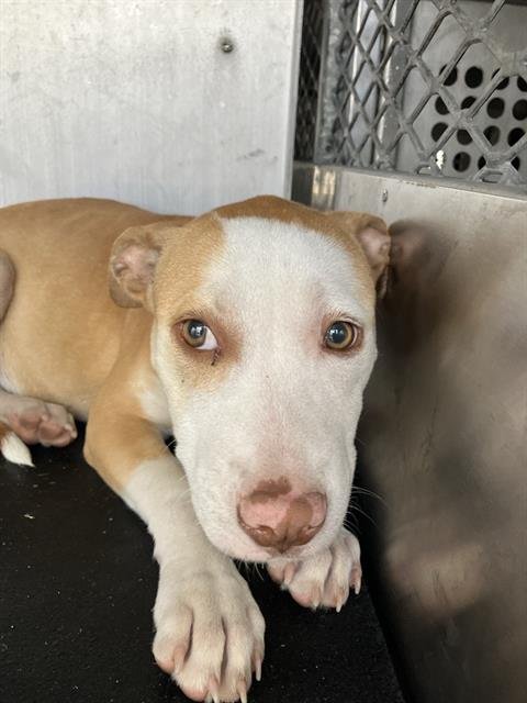 MANITY - Labrador Retriever available for adoption