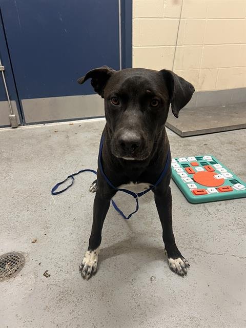 KIKO - American Pit Bull Terrier for adoption in Corpus Christi