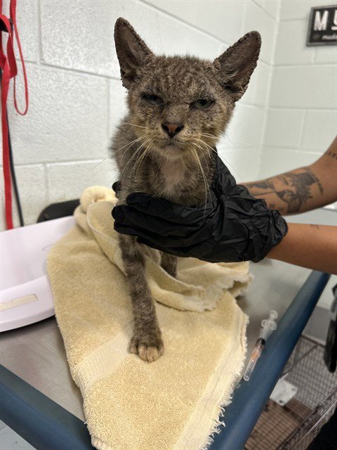 EDGAR ALLEN PAW - Domestic Short Hair for adoption in Corpus Christi