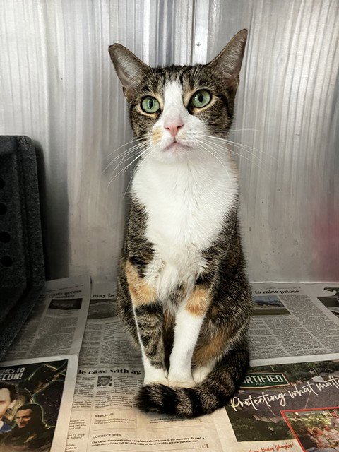 AUTUMN - Domestic Short Hair available for adoption