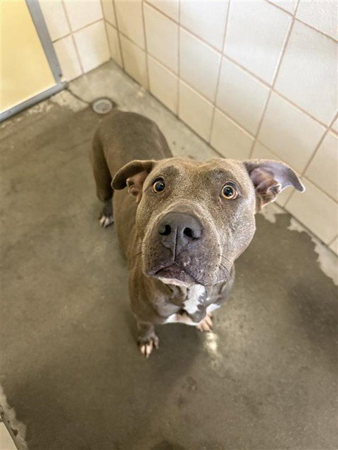 ALANA - American Pit Bull Terrier available for adoption