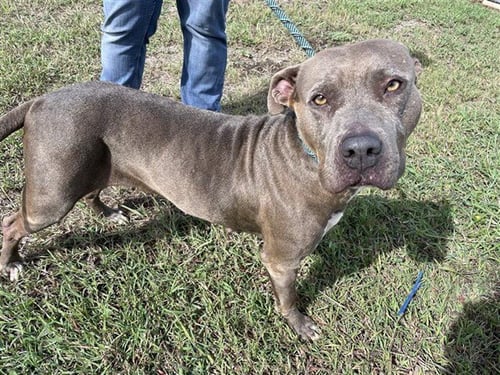 ALANA - American Pit Bull Terrier available for adoption