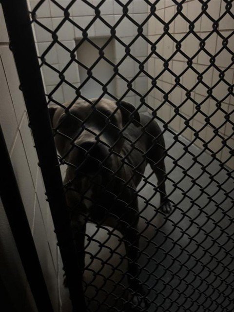 ALANA - American Pit Bull Terrier available for adoption