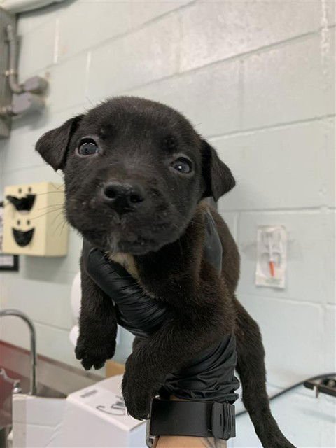 KENTUCKY - Labrador Retriever available for adoption