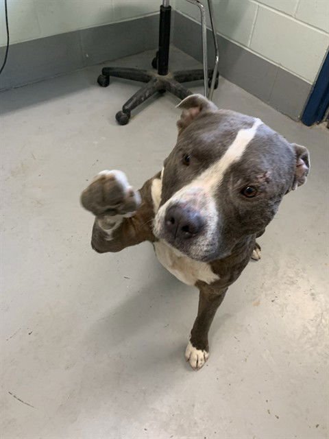 DIESEL - American Pit Bull Terrier available for adoption