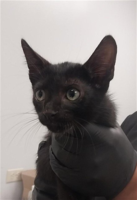 CHAOS - Domestic Medium Hair available for adoption
