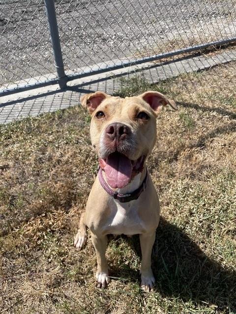 PRECIOUS - American Staffordshire Terrier available for adoption