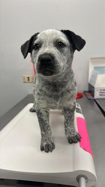 BLOSSOM - Australian Cattle Dog/Blue Heeler available for adoption