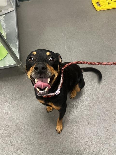 LUNA - Rottweiler / Labrador Retriever available for adoption