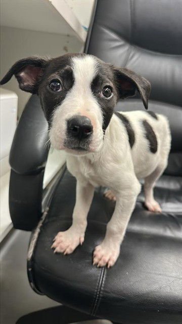 BRISKET - Labrador Retriever / American Pit Bull Terrier available for adoption