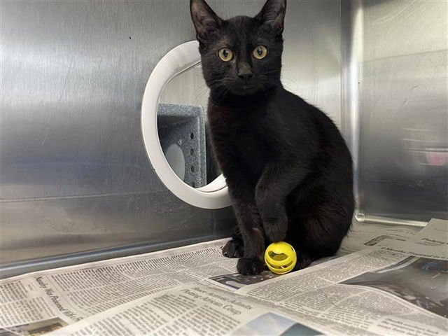 SOLAR - Domestic Short Hair available for adoption