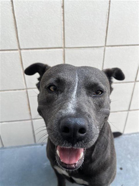 ANITA - American Pit Bull Terrier available for adoption