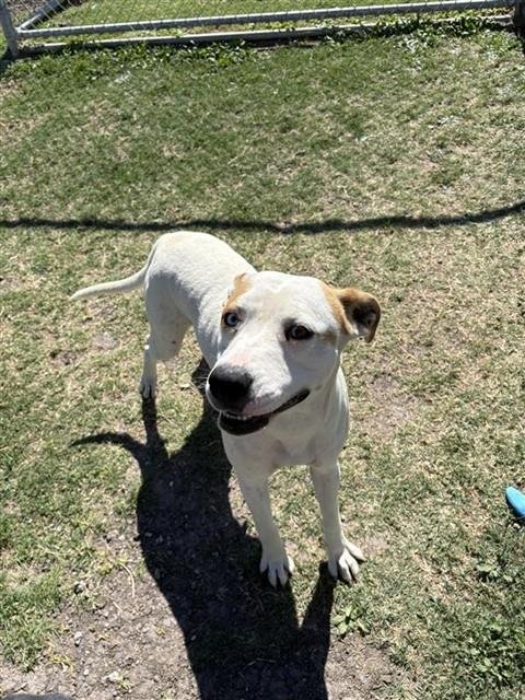 ABUELITA - Catahoula Leopard Dog / Parson Russell Terrier for adoption in Corpus Christi