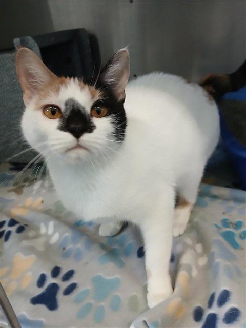 MASQUERADE - Domestic Short Hair for adoption in Corpus Christi