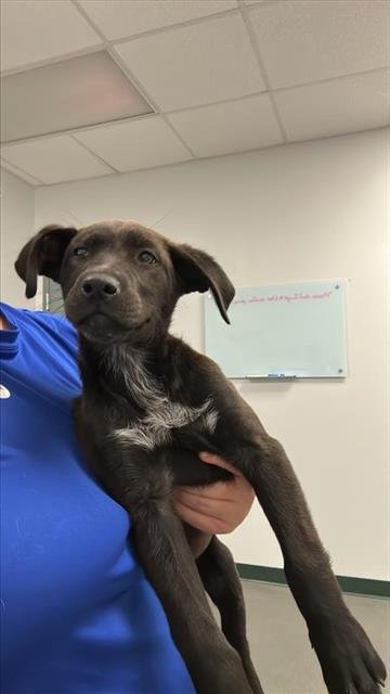 RACHEL - Labrador Retriever available for adoption