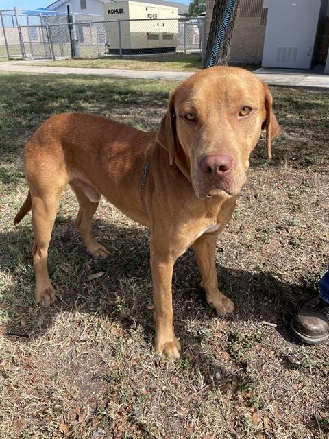 CHIEF - Redbone Coonhound available for adoption