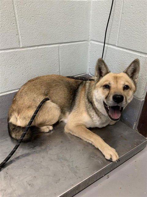 DAKOTA - German Shepherd Dog / Chow Chow available for adoption